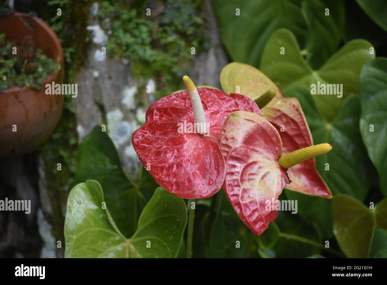 Anturio Stockfoto