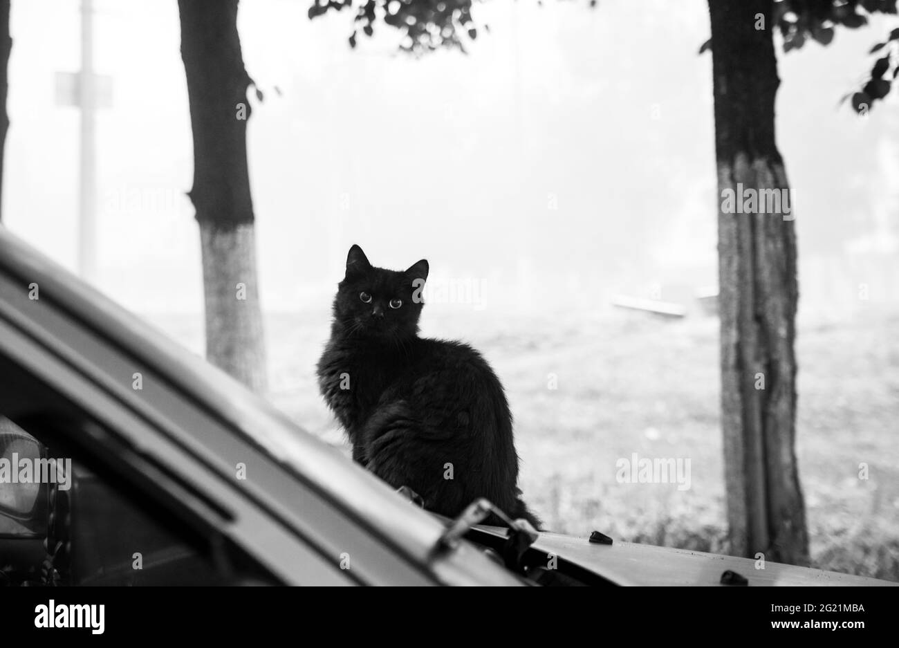 Schwarze Katze auf einer Autohaube auf einem frühen nebligen Morgen Stockfoto