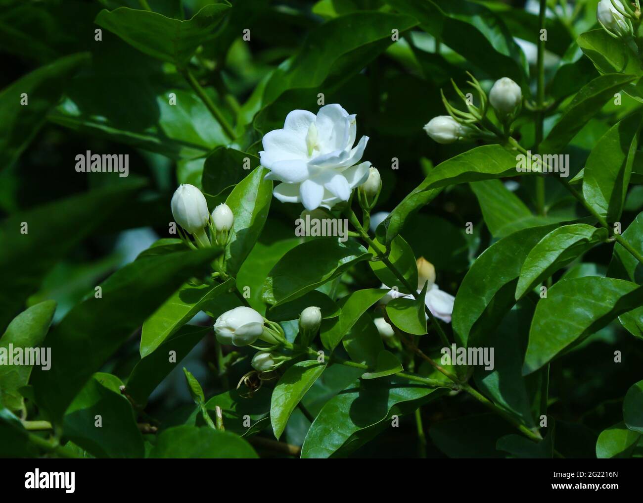 weiße Blume Stockfoto