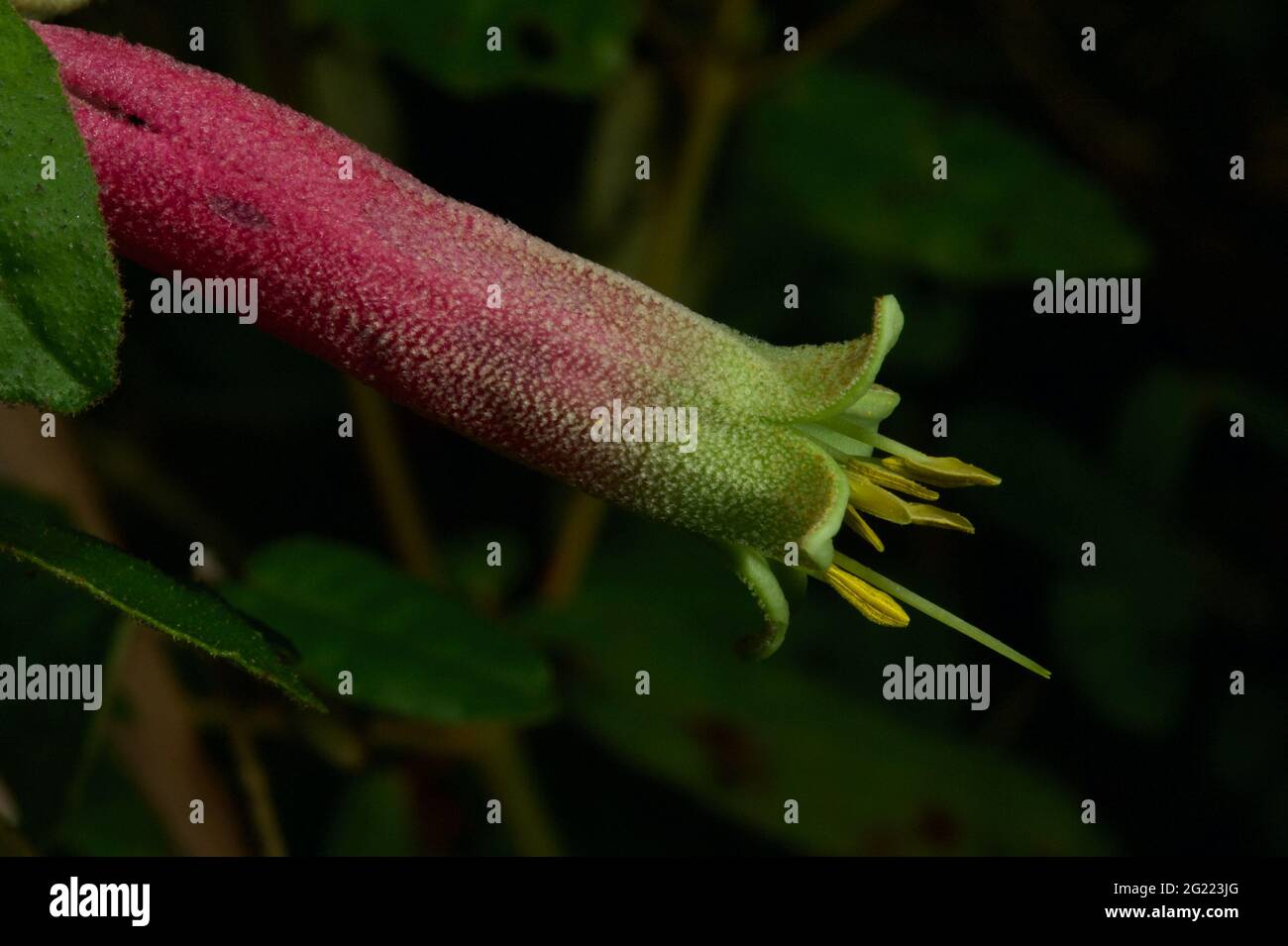 Die einheimische Fuschia (Correa Reflexa) hat einige Büsche mit grünen und einige mit roten Blüten. Alle Blüten haben eine grüne Spitze, wie diese hier. Stockfoto