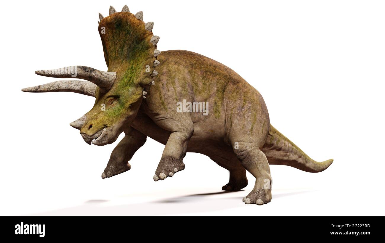 Triceratops horridus, Angriff Dinosaurier isoliert mit Schatten auf weißem Hintergrund Stockfoto
