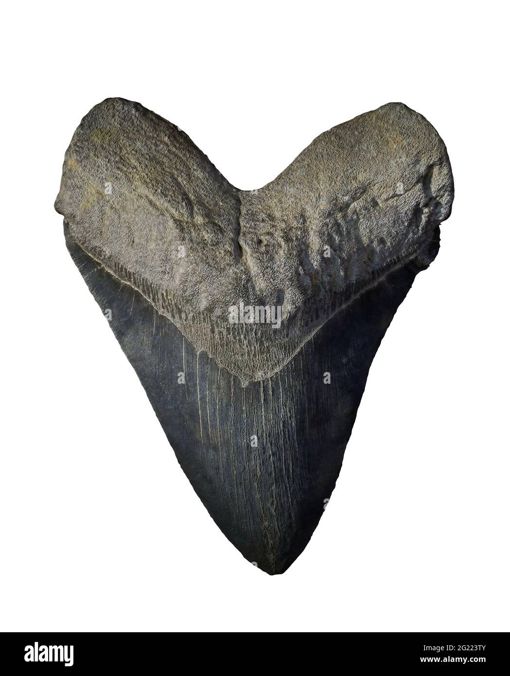 Megalodon Haizahn, isoliert auf weißem Hintergrund Stockfoto