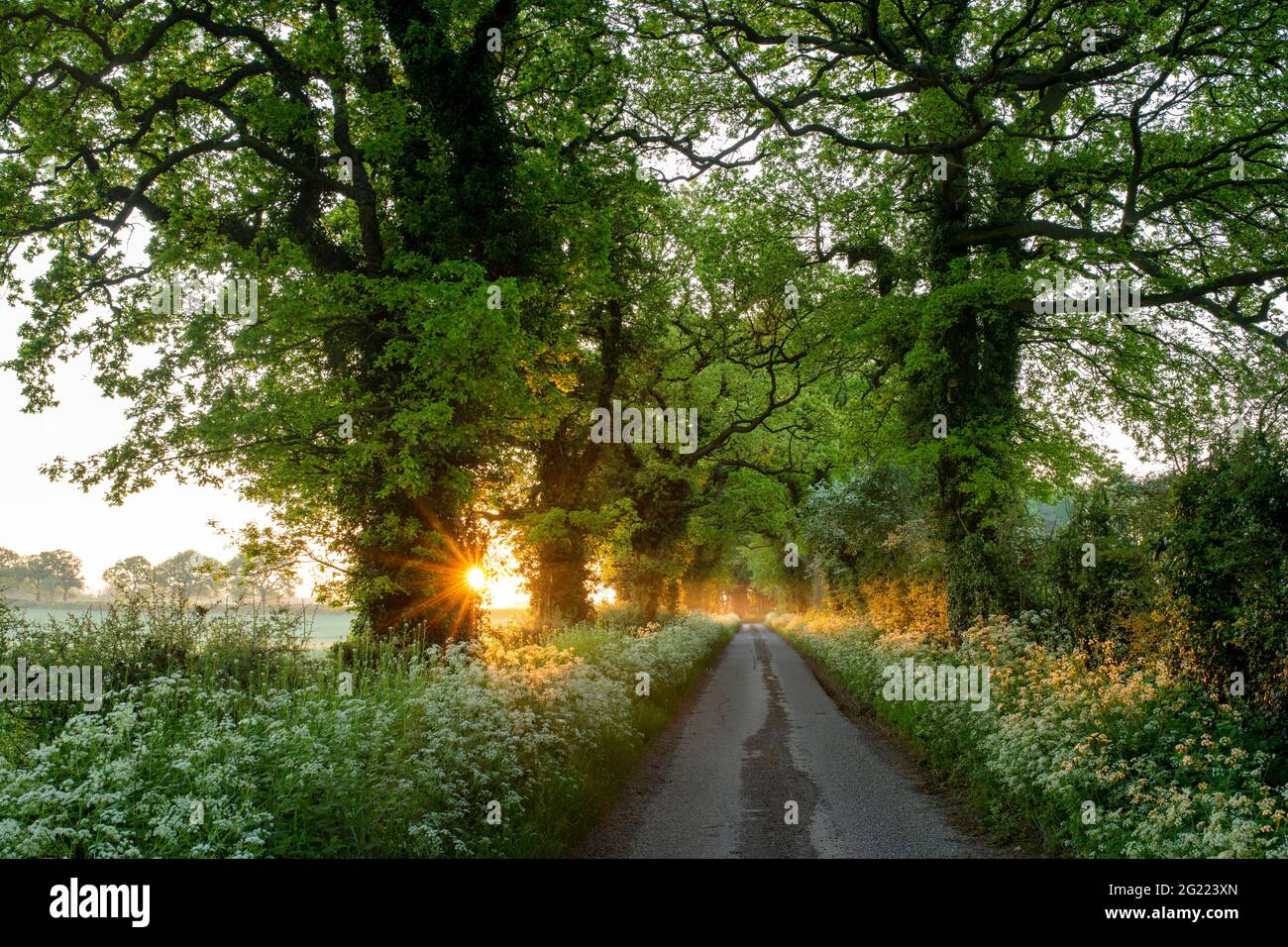 Landstraße in der englischen Landschaft bei Sonnenaufgang. Cropredy, Oxfordshire, England Stockfoto