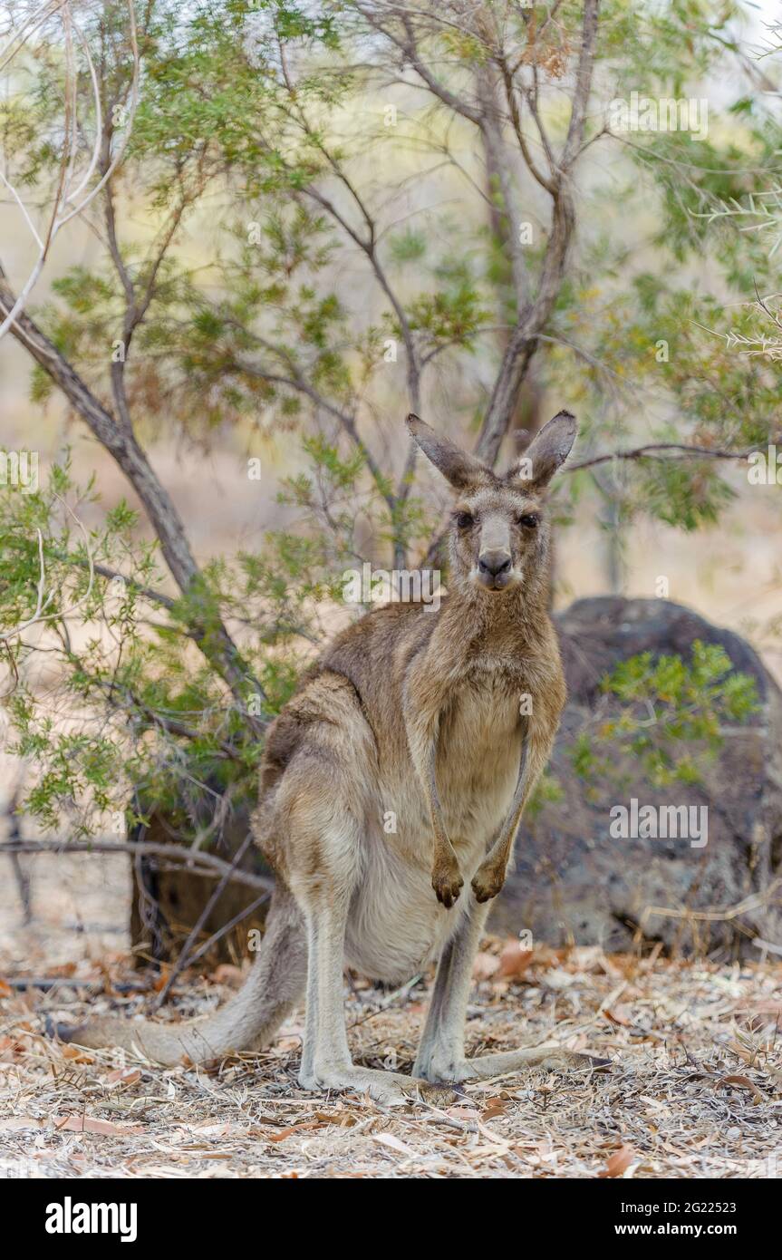 Ein einziges graues Känguru aus dem Osten steht in einem Buschland, bevor es sich an einem kleinen Wasserloch in Undarra, Queensland, in Australien, zu einem Getränk ergöbt. Stockfoto
