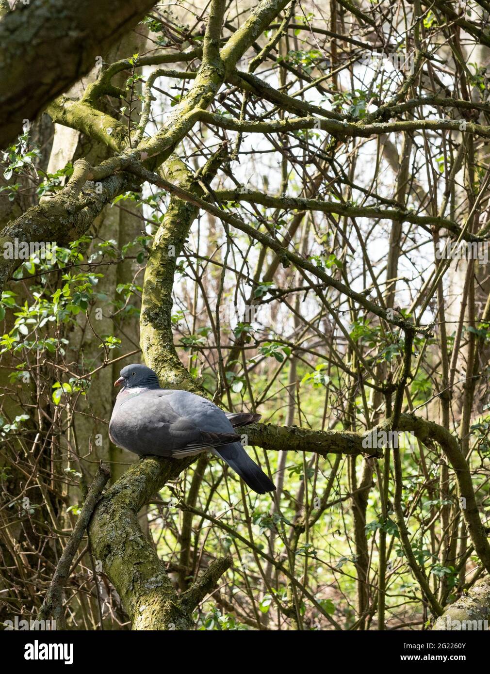 Gewöhnliche Waldtaube, Columba palumbus, sitzt auf einem Baumzweig im britischen Wald. Stockfoto