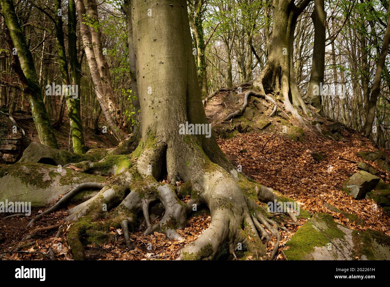 Schafweide neigen 'The Dingle'. Waldgebiet mit Bäumen mit Antennenwurzeln. Derbyshire Peak District, England, Großbritannien Stockfoto