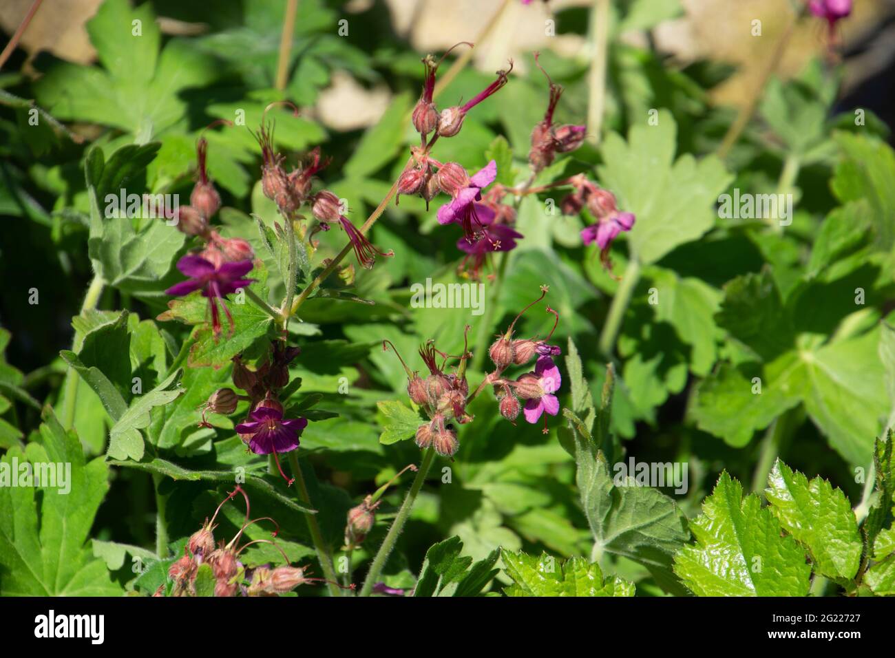 Blassrosa oder violette Blüten blühender Geranium macrorrhizum in der Frühlingssonne Stockfoto