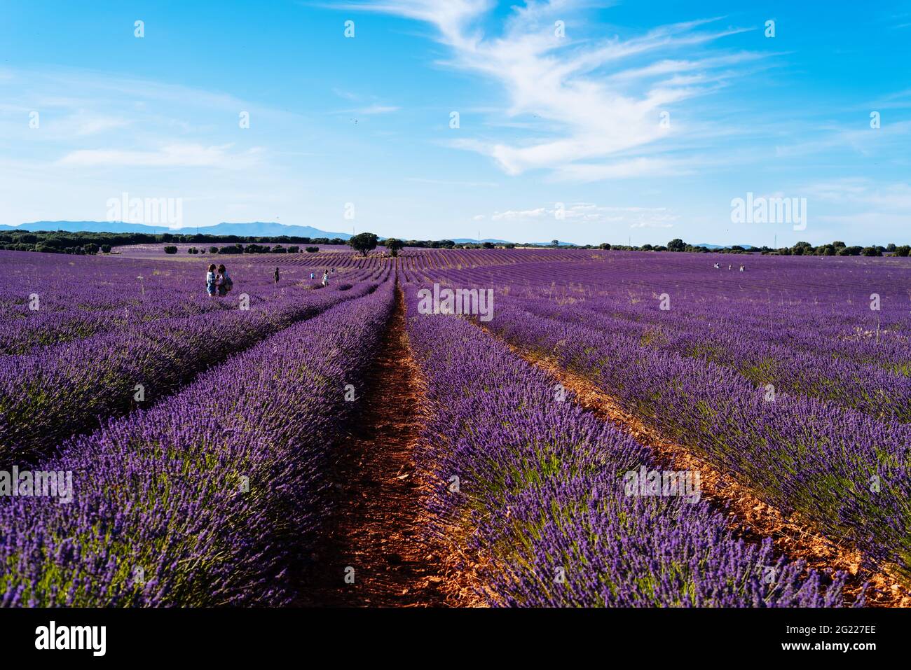 Menschen, die sich an Lavendelfeldern erfreuen. Sommerlandschaft bei Sonnenuntergang in Brihuega, Guadalajara Stockfoto