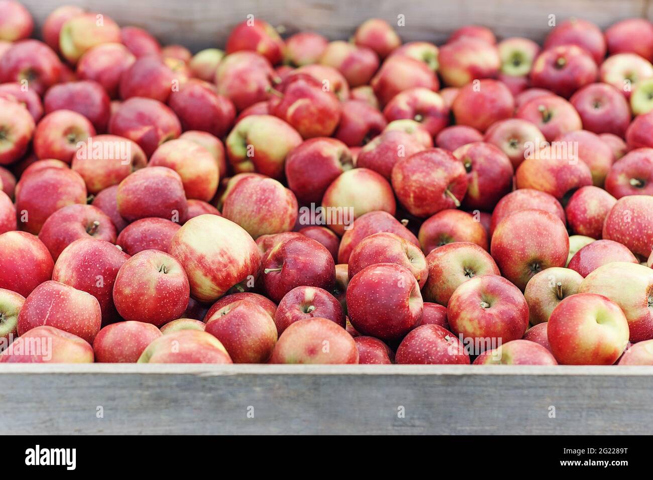 Rustikaler Stil, Äpfel auf dem Bauernmarkt, auf der Theke oder im Karton. Saisonales Geschäft im Sommer und Herbst Stockfoto