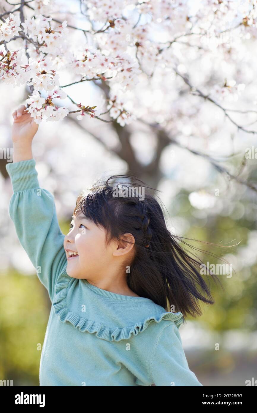 Japanisches Mädchen und Kirschblüten Stockfoto