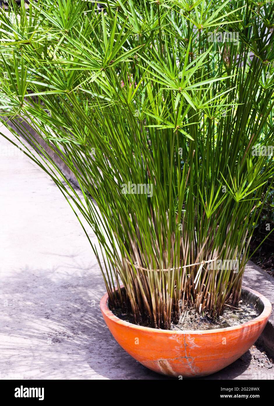 Close up of papyrus plant Fotos und Bildmaterial in hoher Auflösung
