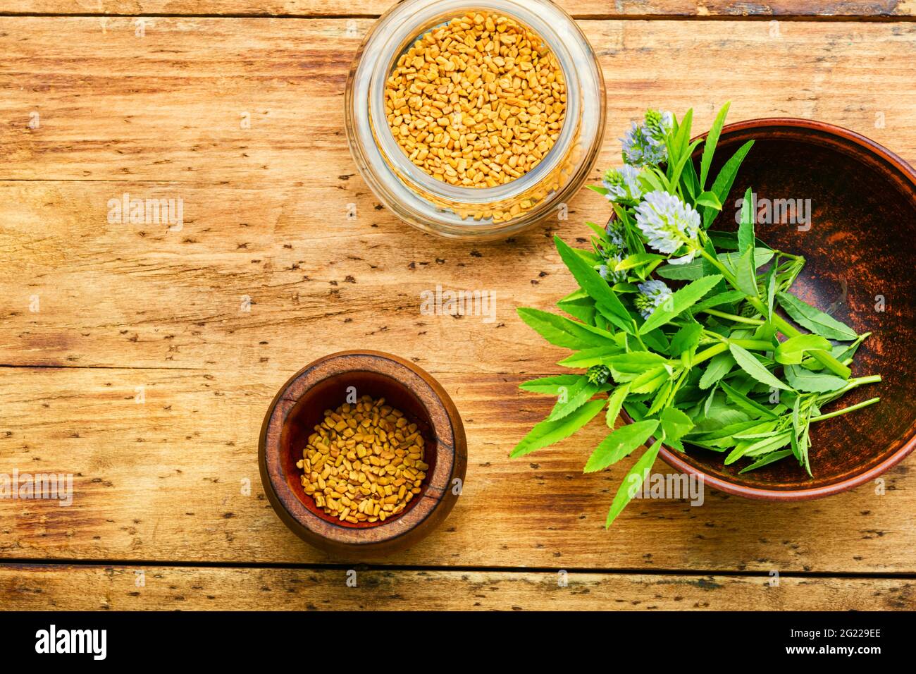 Bockshornkleesamen mit frischer Pflanze.Kräutermedizin.Trigonella auf Holzhintergrund Stockfoto
