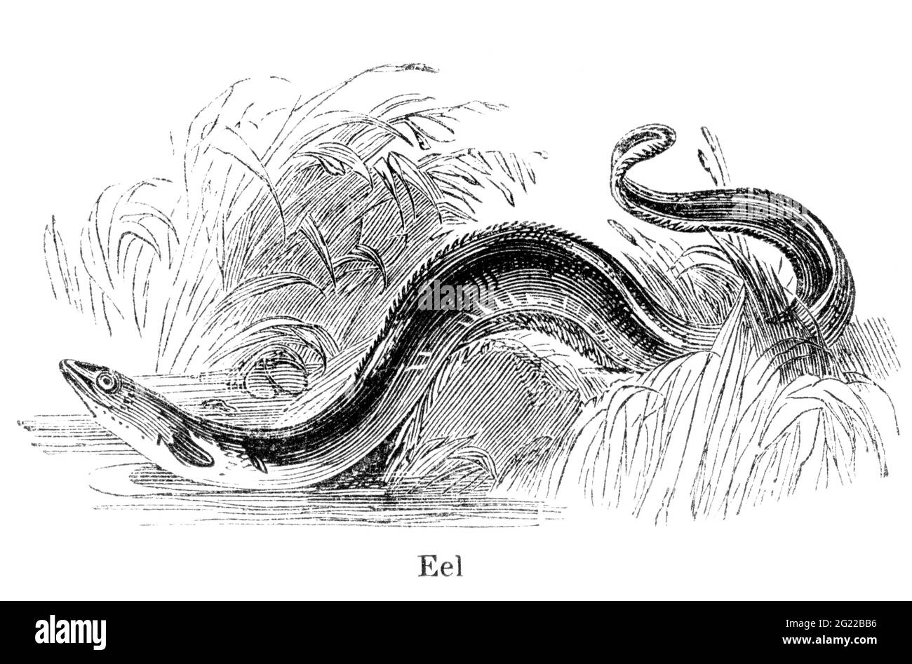 Eine gravierte Vintage-Fisch-Illustration eines Aals, aus einem viktorianischen Buch mit dem Titel Angling von Robert Blakey aus dem Jahr 1857, das nicht mehr urheberrechtlich geschützt ist Stockfoto