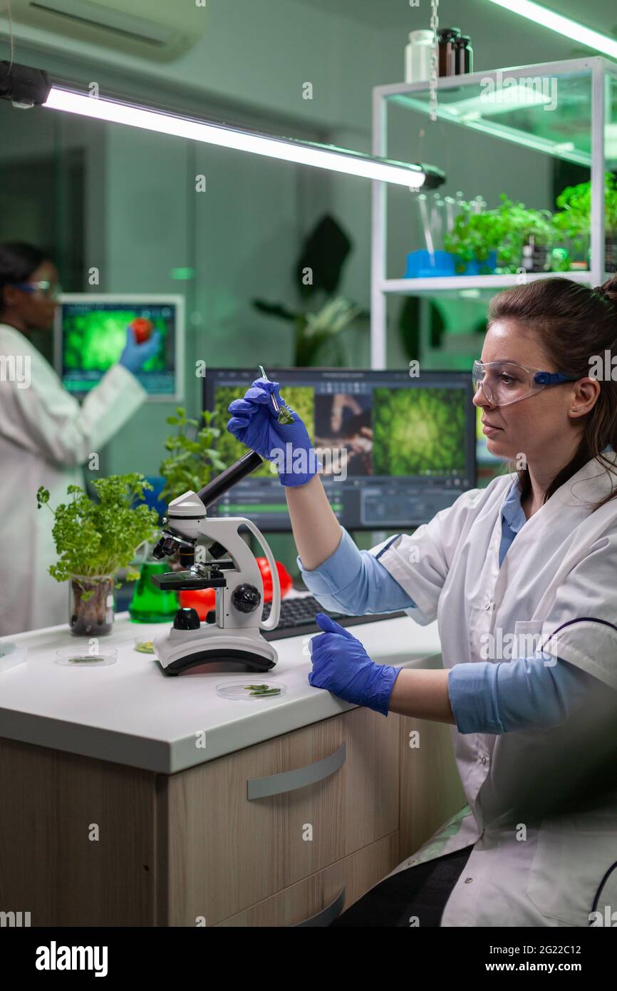 Biologe Splecialist nimmt mit Pinzette Grünblatt Probe unter dem Mikroskop Analyse genetischer Mutation. Chemiker untersucht biologische Entdeckung auf Pflanzen arbeiten in pharmazeutischen Labor. Stockfoto