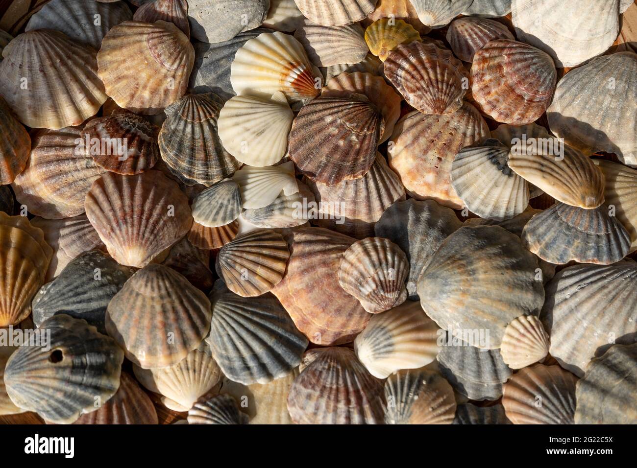Sommer Hintergrund Muster von Muscheln. Nahaufnahme der Schale. Meeresküste. Muschelschalen Hintergrund. Draufsicht. Stockfoto