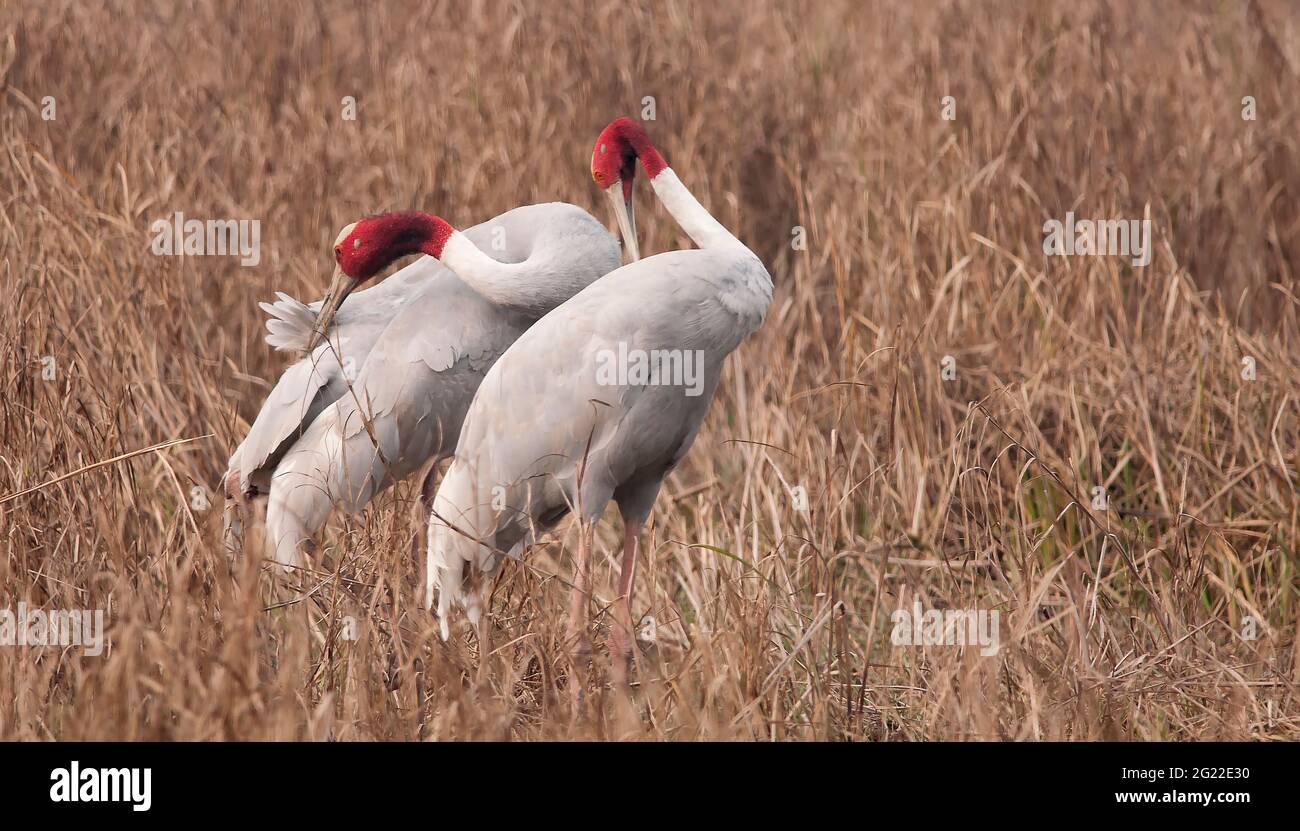 Sarus Kran (Grus antigone) Paar in Keoladeo Ghana National Park, Bharatpur, Rajasthan, Indien Stockfoto