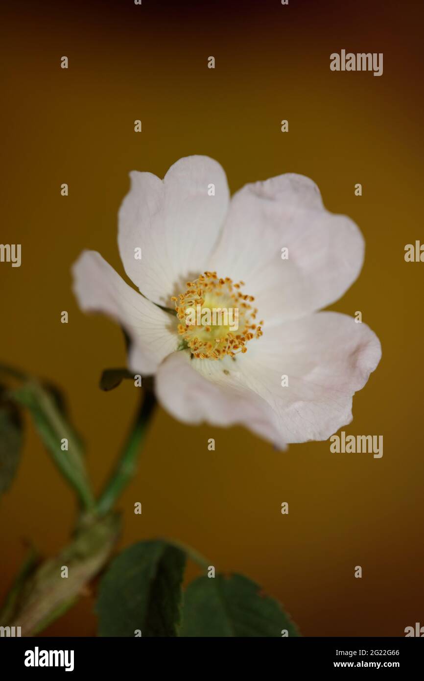 Wilde weiße Blume Blüte Nahaufnahme botanischen Hintergrund rosa arvensis Familie rosaceae hohe Qualität große Größe Drucke Stockfoto