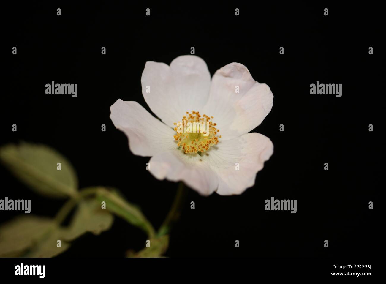 Wilde weiße Blume Blüte Nahaufnahme botanischen Hintergrund rosa arvensis Familie rosaceae hohe Qualität große Größe Drucke Stockfoto