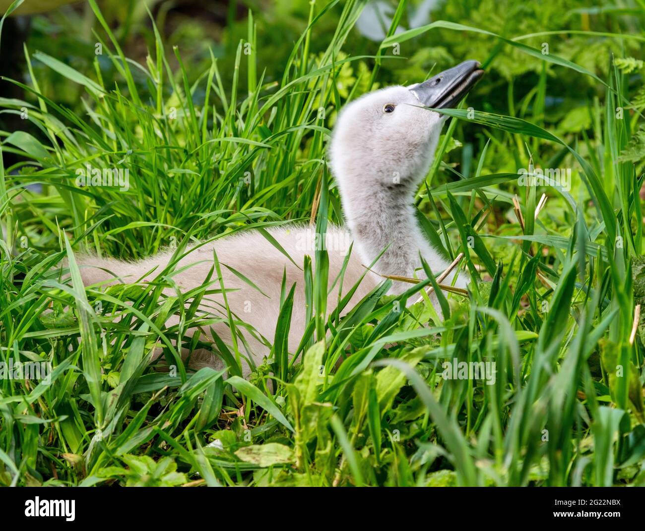 Das neue Baby Cygnet in Ruhe hält ihren Kopf in Figgate Park, Edinburgh, Schottland, Großbritannien Stockfoto