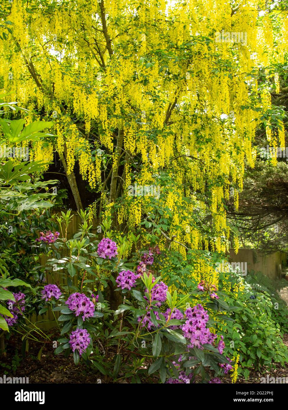 Ein Laburnum-Baum in voller Blüte thront über dem Rhododendron-Hybriden Blaue Jungs II in einem Devon-Garten. Stockfoto