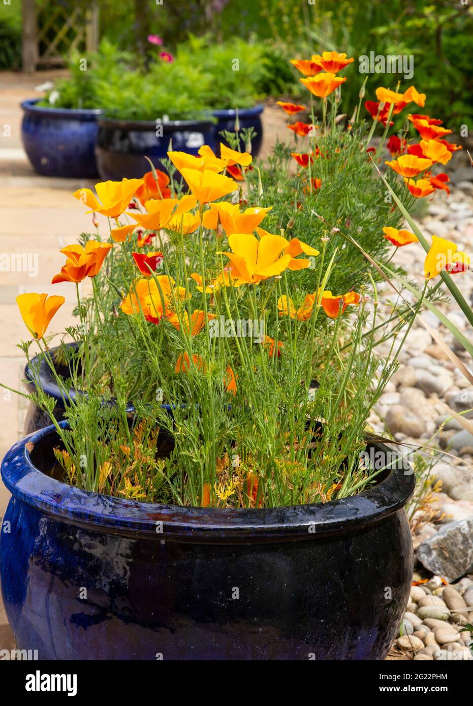 Selbstgesät leuchtend orange kalifornische Mohnblumen in blauen Töpfen auf einer Terrasse in Devon, England, Großbritannien Stockfoto