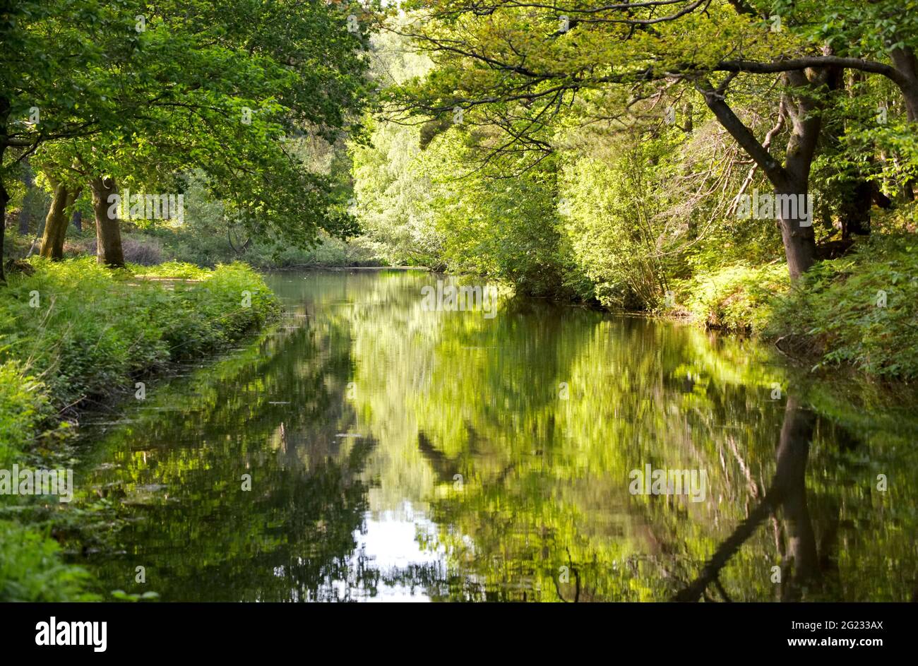 Grüntöne entlang des wunderschönen Basingstoke Canal in der Nähe von Deepcut in Surrey Stockfoto