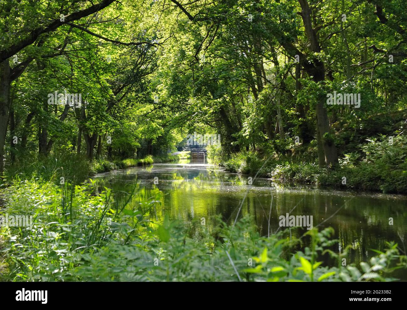 Grüntöne entlang des wunderschönen Basingstoke Canal in der Nähe von Deepcut in Surrey Stockfoto