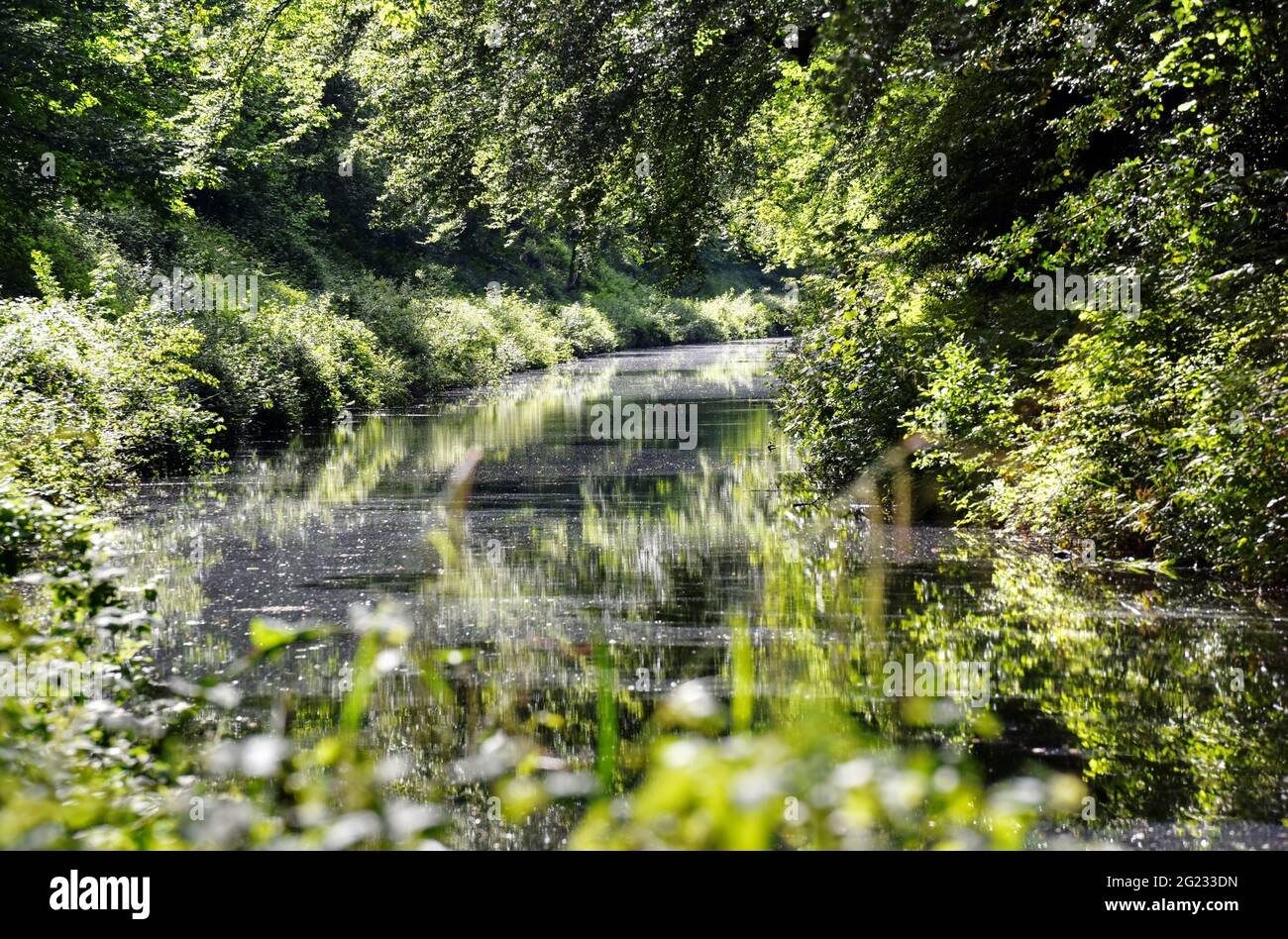 Grüntöne entlang des wunderschönen Basingstoke Canal in der Nähe von Deepcut in Surrey Stockfoto