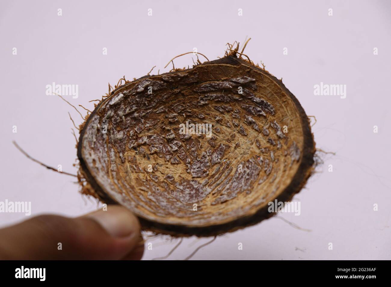 Nach dem Verschrotten von Kokosnuss ein Stück Kokosnuss in der Hand gehalten Stockfoto