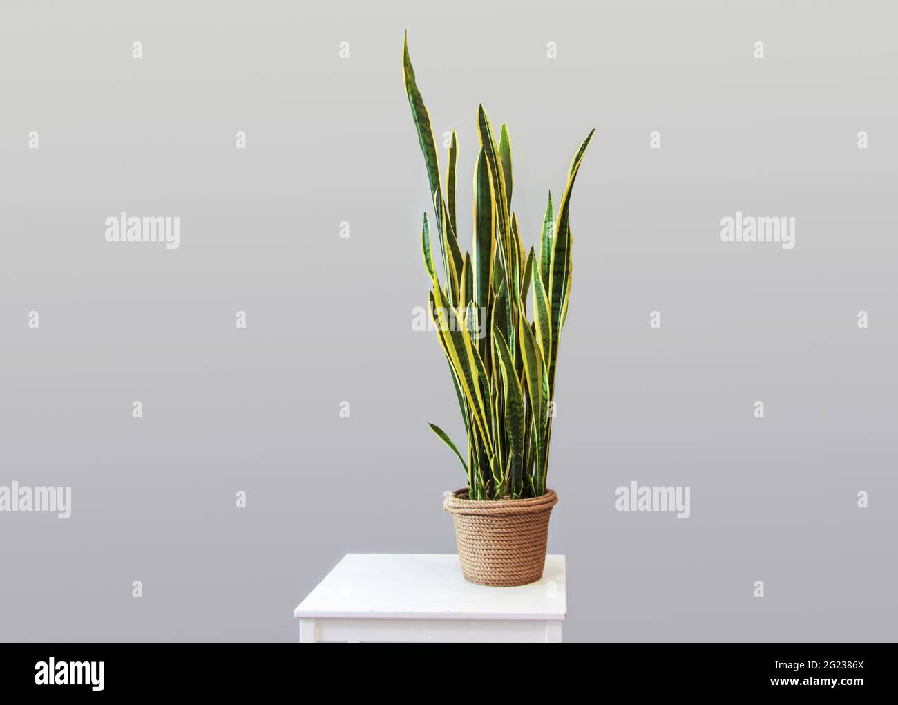 Topfpflanze sansevieria auf einem grauen Hintergrund Wohnkultur kopieren Raum Kinfolk Stil Dekoration Stockfoto