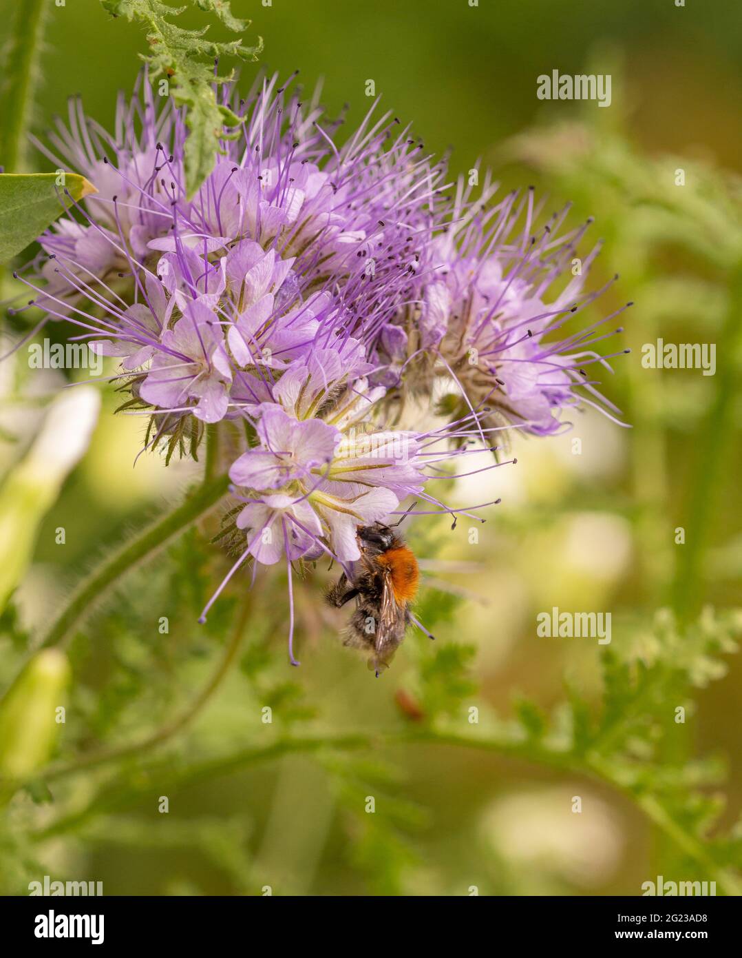 Makro einer Honigbiene (apis mellifera) auf einem purpurnen Tansy (Phacelia tanacetafolia) blühen mit verschwommenem Bokeh-Hintergrund Stockfoto