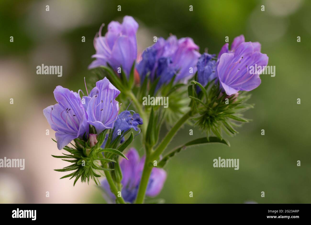 Makro einer Pherson-Fluch (Echium plantagineum) Blüte mit verschwommenem Hintergrund; pestizidfreier Umweltschutz rettet das Bienen-Konzept Stockfoto