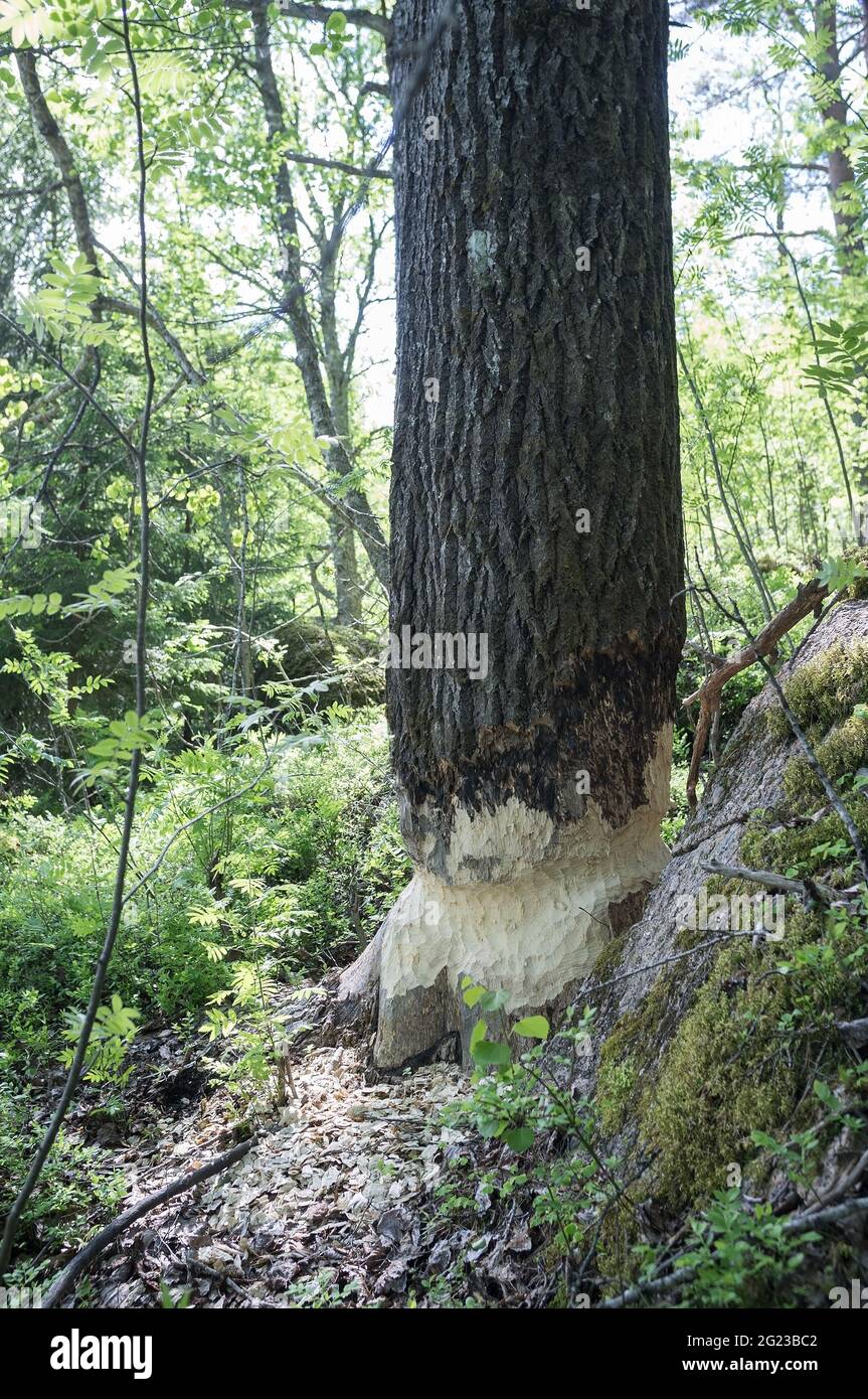 Biber nagte den Stamm einer großen Espe, ein wildes Tier zerstört, schneidet Bäume, um einen Damm zu bauen. Lifestyle, Tierwelt. Stockfoto