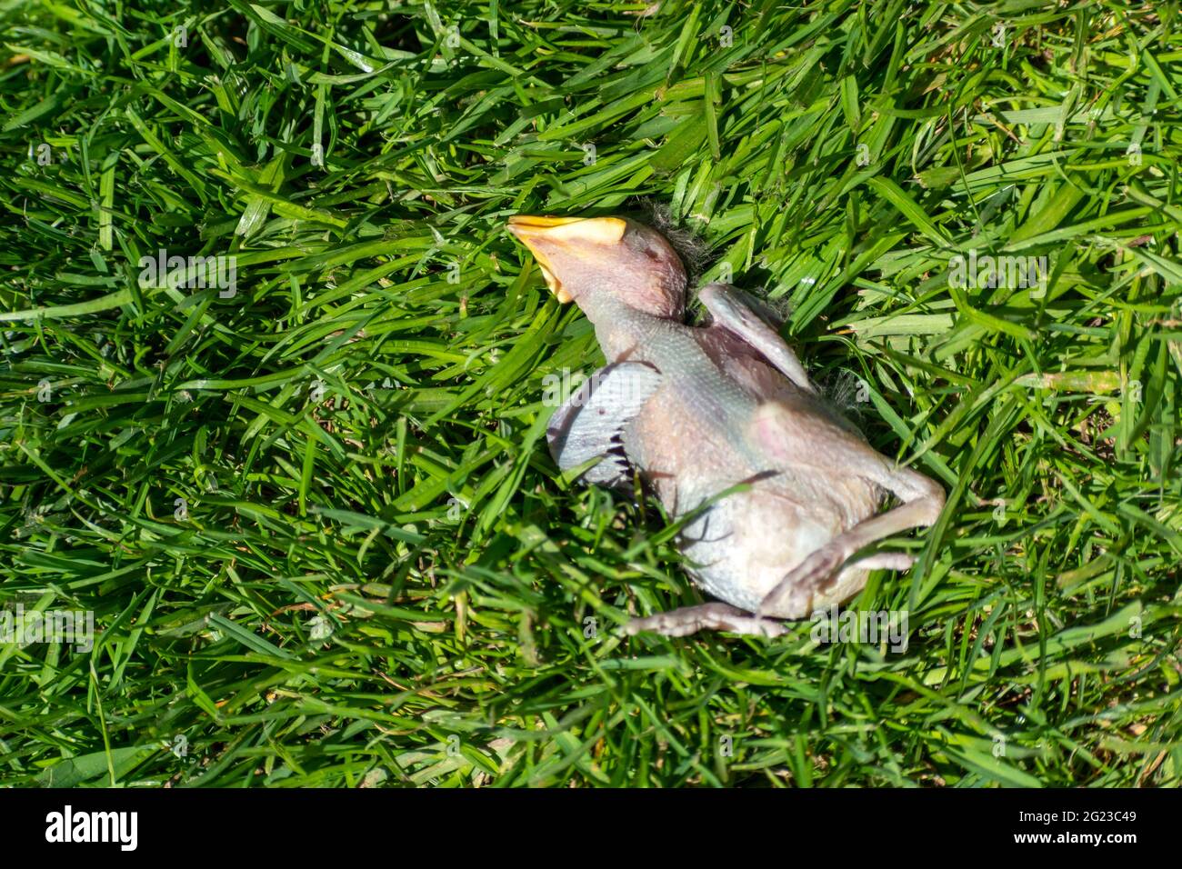 Ein starrender Vogelkick, der aus dem Nest geworfen wurde Stockfoto