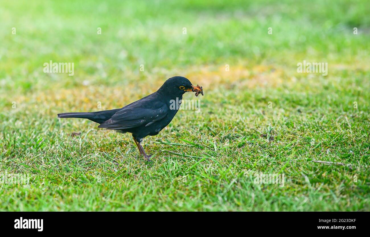 Blackbird - Turdus merula Sammeln von Nahrung und Nistmaterial von Garten Rasen Foto von Simon Dack aufgenommen Stockfoto