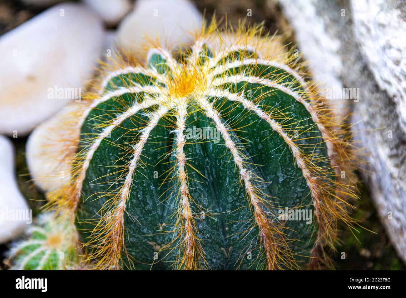 Kaktus Pflanze großen Rahmen . Grüner Kaktus. Nadel Stockfoto