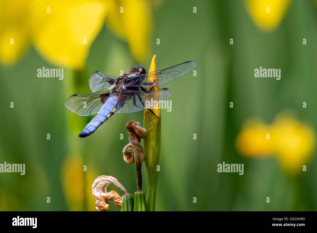 Nahaufnahme einer schönen Libelle - Libellula depressa - auf der Knospe der gelben Irisblüte mit auffallend blauem Bauch Stockfoto