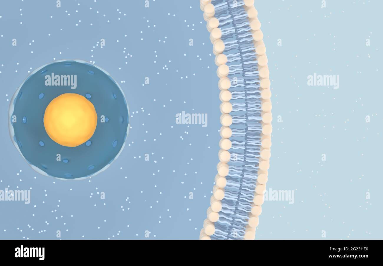 Innere Struktur einer tierischen Zelle, 3D Rendering. Schnittansicht. Digitale Zeichnung des Computers. Stockfoto