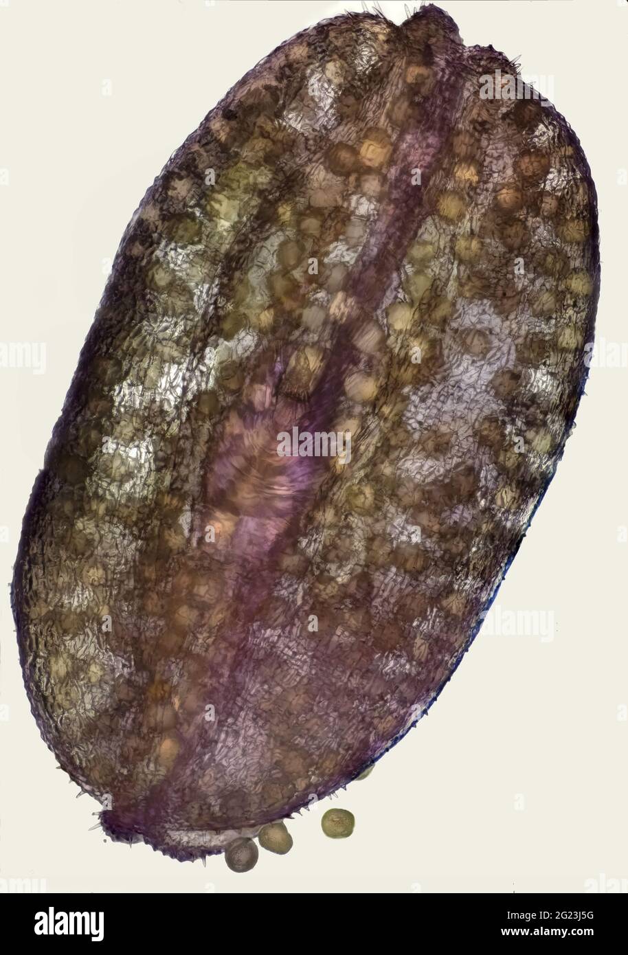 Furacilin-Kristalle mit Backpulver, eine 10-fache Vergrößerung. Sony Alpha 6400 Kamera. Objektiv Nikon Mikroskop Plan Achromat 10 X. ISO-100, Belichtung 1/125 s. Stockfoto