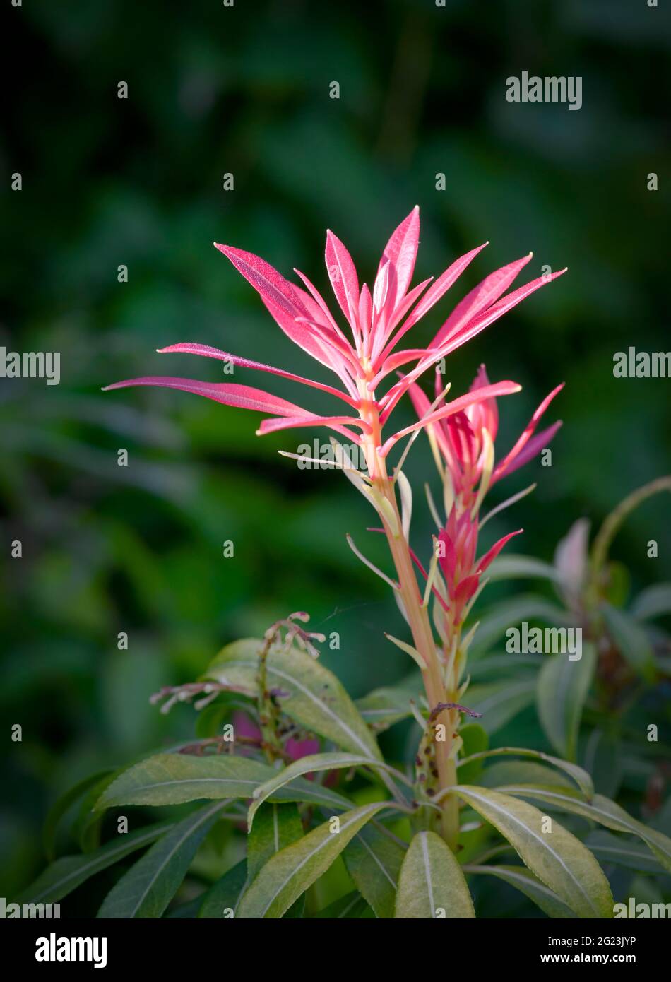 Neue Blätter des Strauchs, allgemein bekannt als „Flamme des Waldes“ (Pieris floribunda). Die neuen Blätter sind rot, daher der Name, und werden schließlich grün Stockfoto
