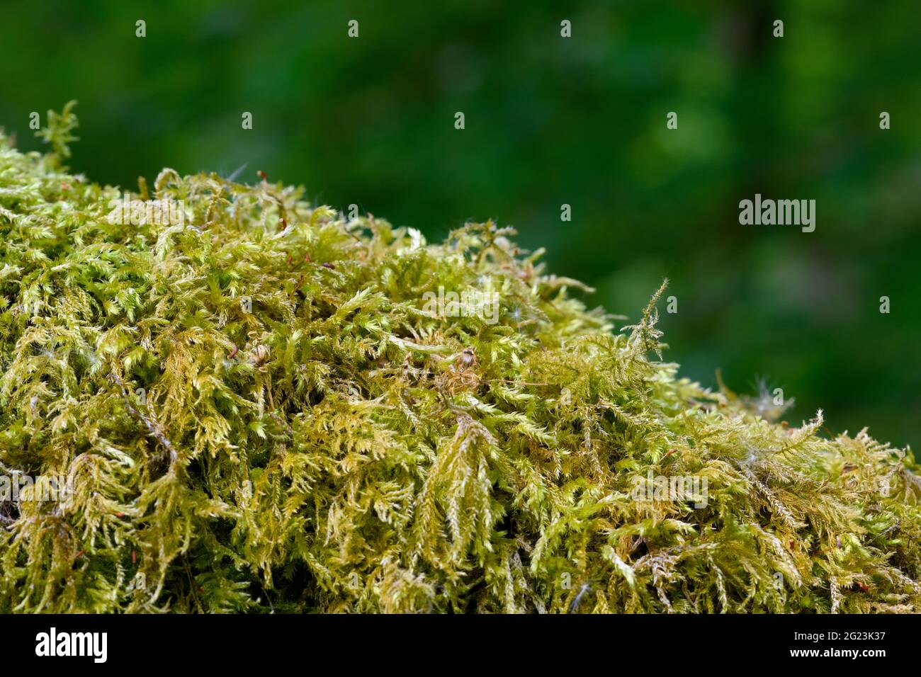 Eine große Menge einer Moosart, bekannt als gewöhnlicher Moos (Brachythecium rutabulum), die auf einem Zweig wächst. Stockfoto