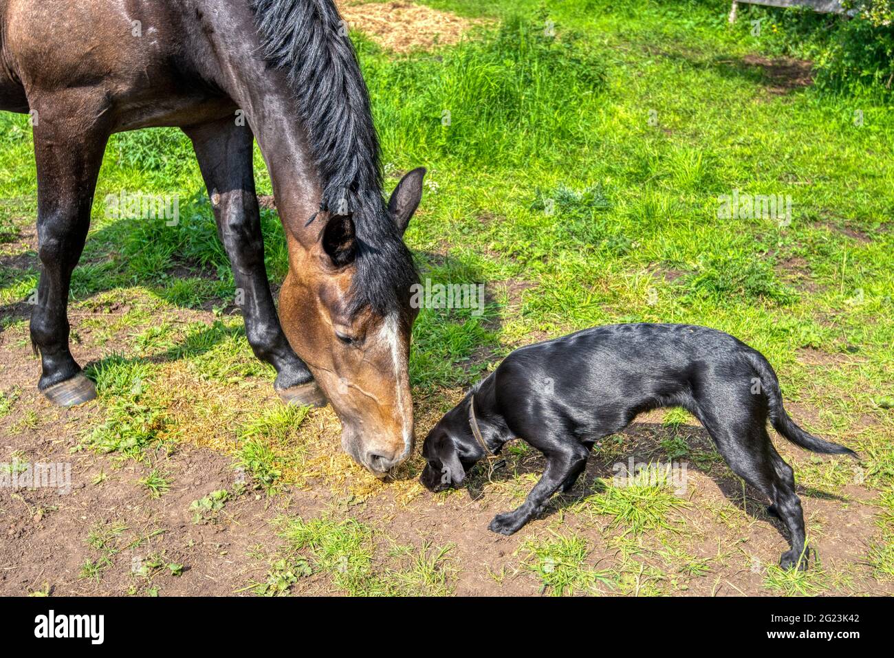 Heidi, eine zweijährige Stute, und Isla, eine neunmonatige Labrador, teilen sich das Essen, Tickhill, Doncaster, Großbritannien Stockfoto