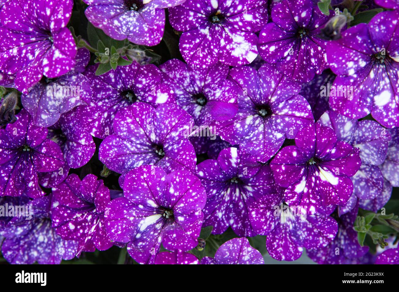 Nahaufnahme der Petunia-Blüten, genannt: Nachthimmel-Petunia. Violette Petunien blühen mit weißen Flecken, die wie Galaxien aussehen. Stockfoto