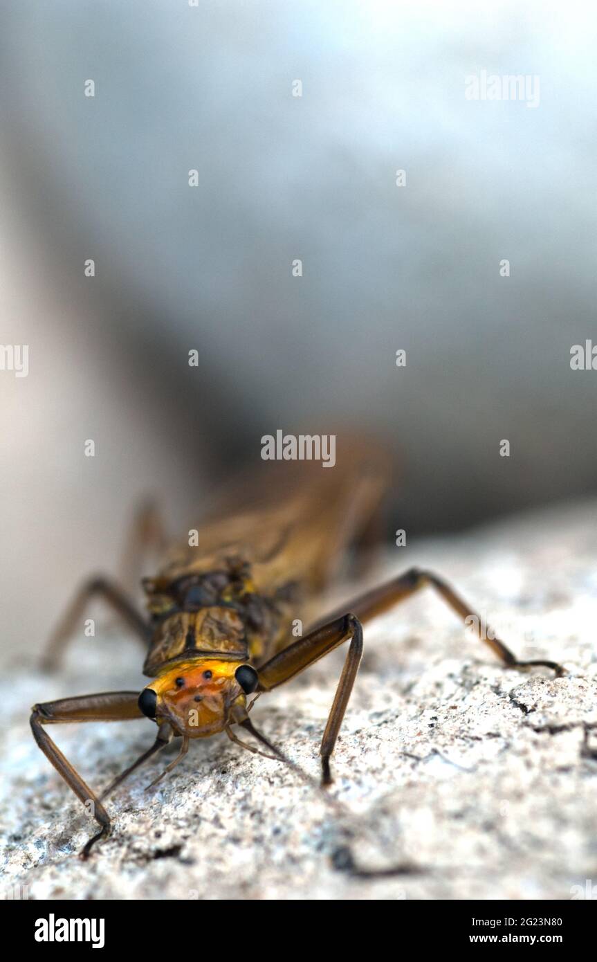 Frisch geschlüpftes Steingut Stockfoto