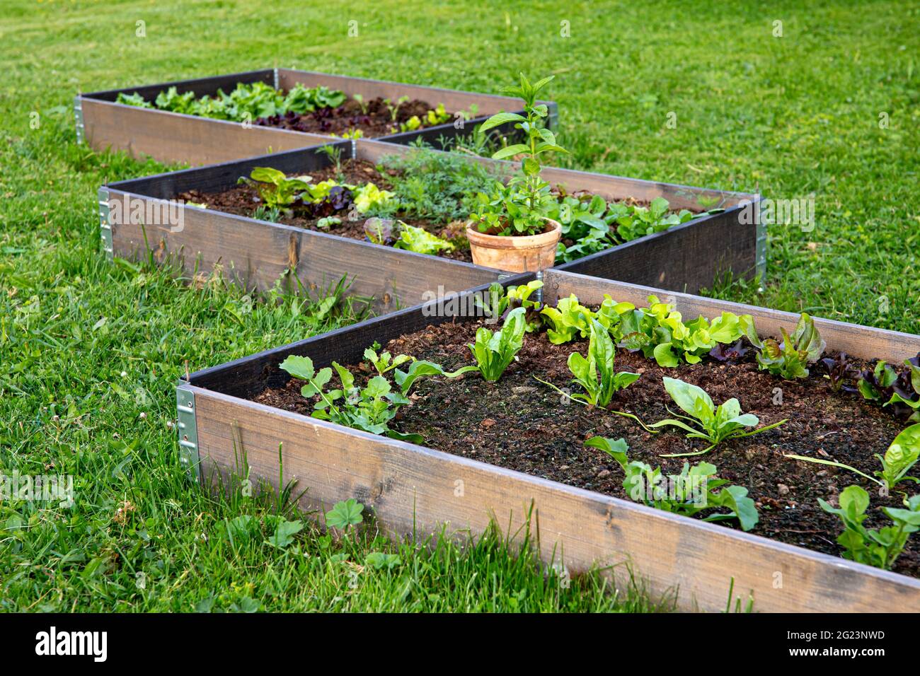 Gemeinschaftsgarten-Konzept. Kisten gefüllt mit Erde und mit verschiedenen Gemüsepflanzen wachsen im Inneren, Hochbett. Sonniger Frühlingsabend. Stockfoto