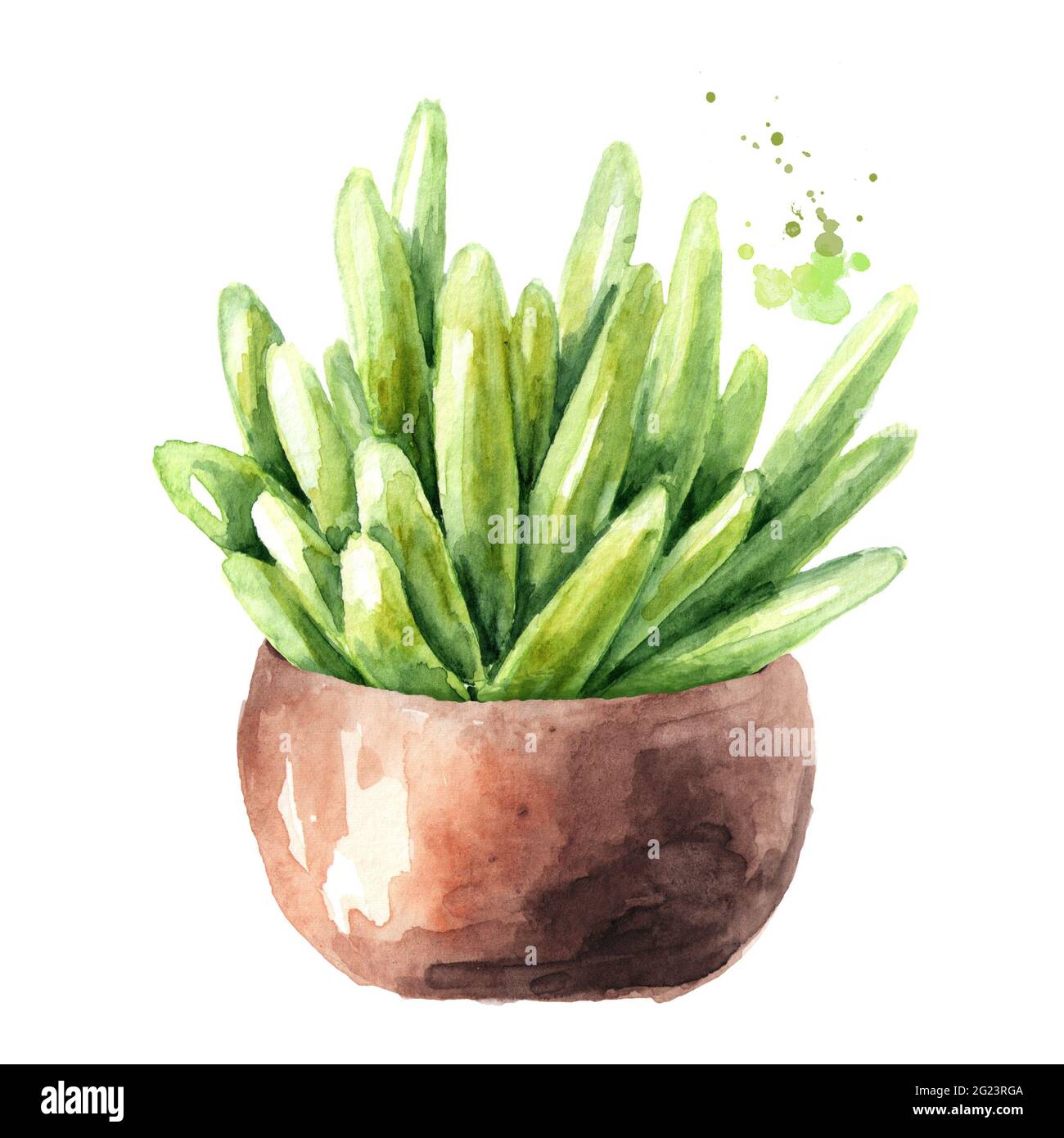 Sukulente Blume im Topf. Zimmerpflanze. Aquarell handgezeichnete  Illustration isoliert auf weiem Hintergrund Stockfotografie - Alamy