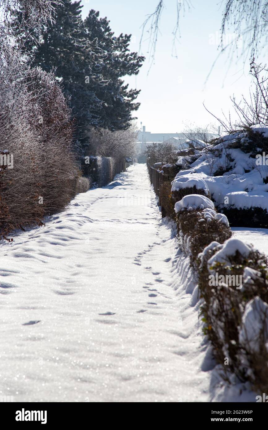 Ein verschneite Pfad in einem kleinen Gartenclub im Winter Stockfoto