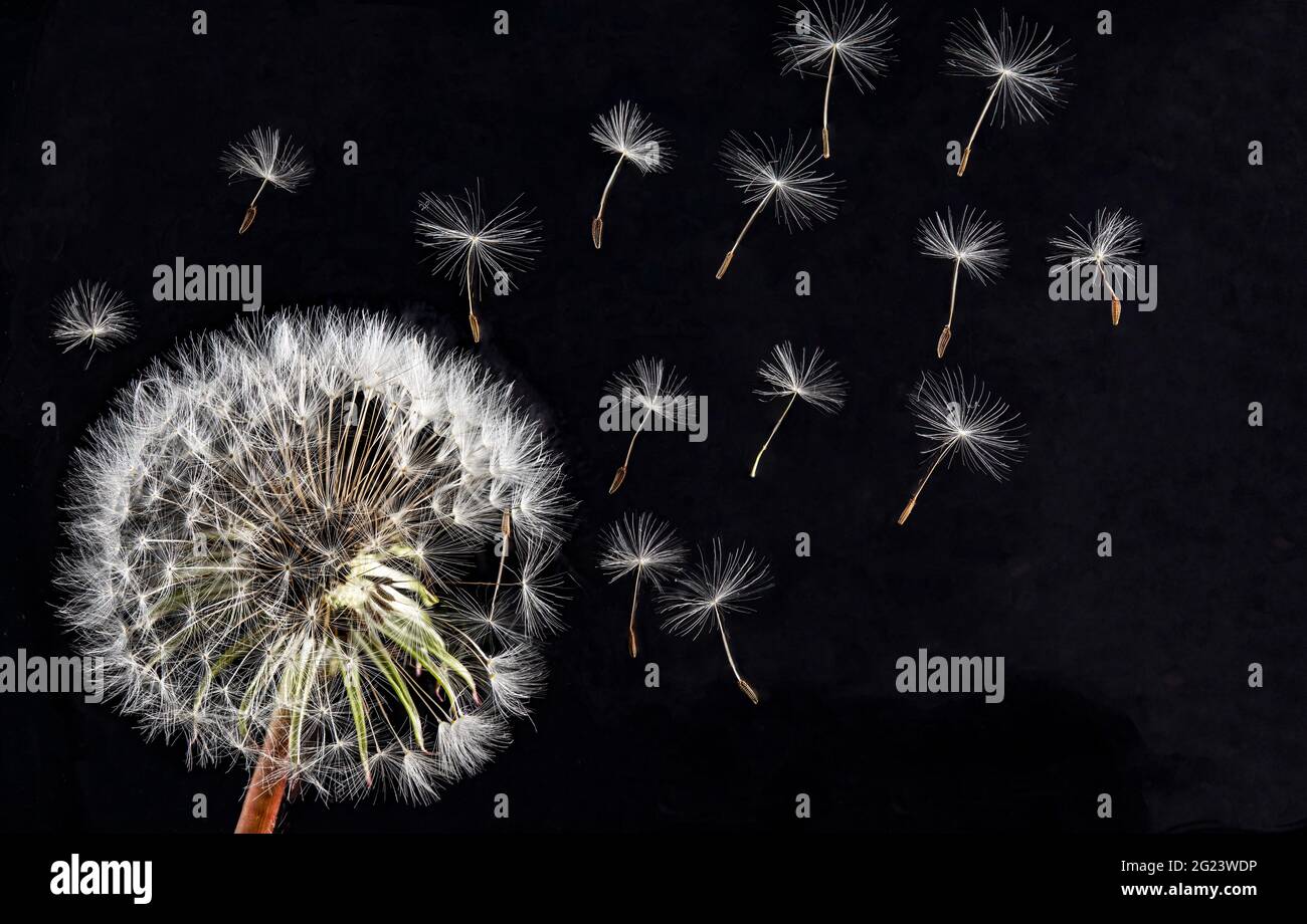Löwenzahnsamen im wind Stockfoto