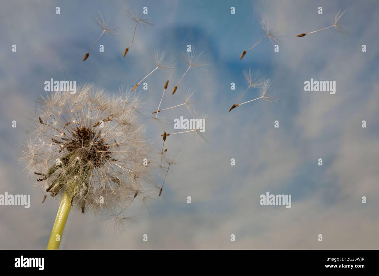 Windbestäubung Stockfotos und -bilder Kaufen - Alamy