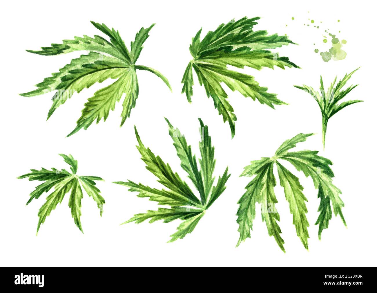 Grüne Blätter von Hanf, Cannabis Sativa, Heilkräuterpflanze, Marihuana. Handgezeichnete Aquarelldarstellung isoliert auf weißem Hintergrund Stockfoto